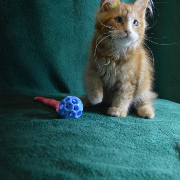 Maine Coon EZ Daisy