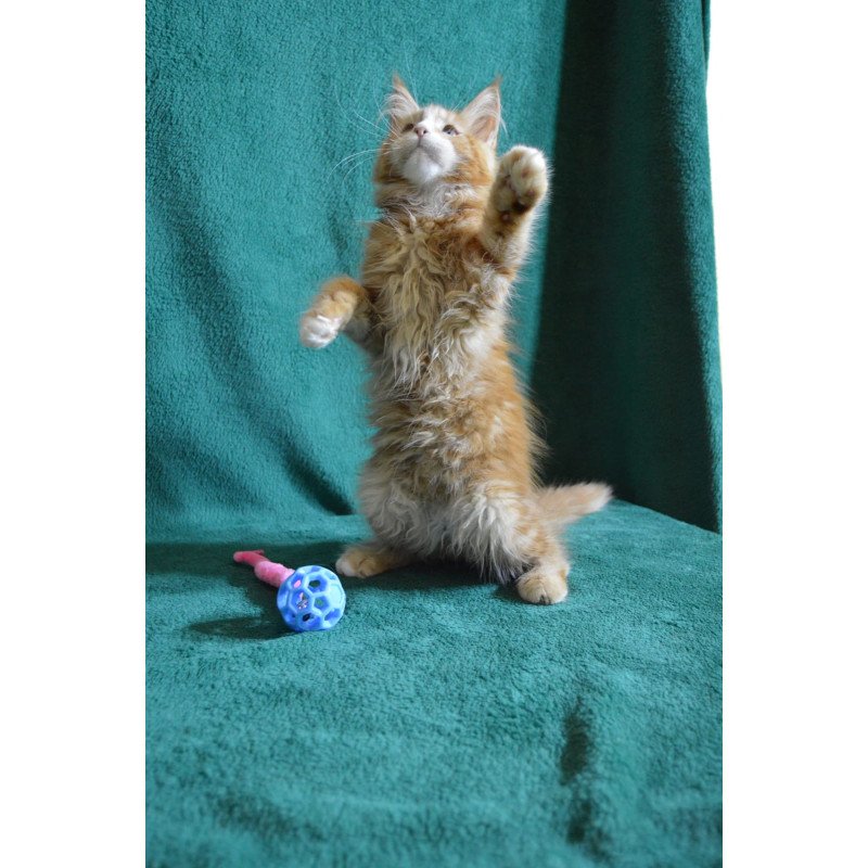 Maine Coon EZ Daisy