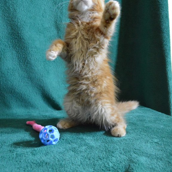 Maine Coon EZ Daisy