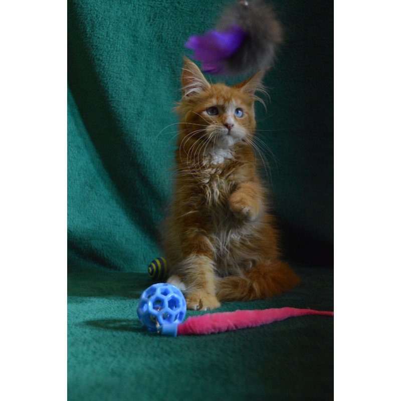 Maine Coon EZ Daisy