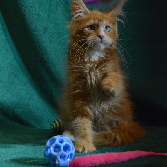 Maine Coon EZ Daisy