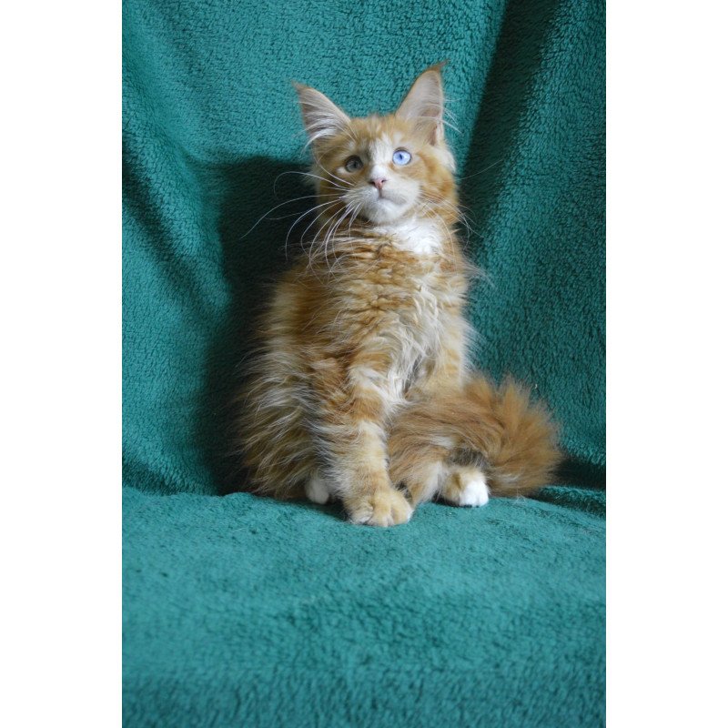 Maine Coon EZ Daisy