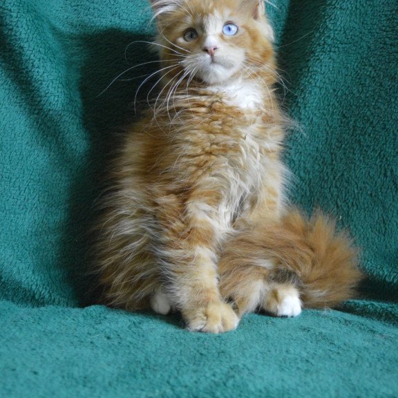 Maine Coon EZ Daisy