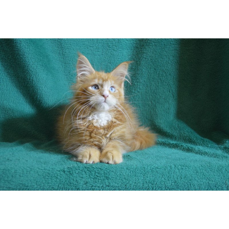 Maine Coon EZ Daisy
