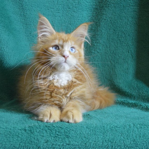 Maine Coon EZ Daisy