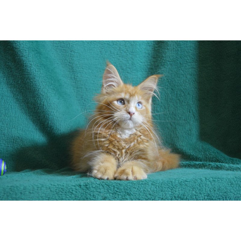 Maine Coon EZ Daisy