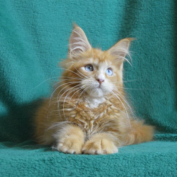 Maine Coon EZ Daisy