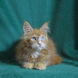 Maine Coon EZ Daisy