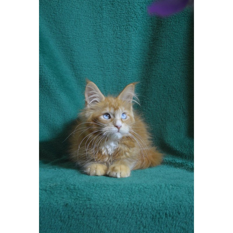 Maine Coon EZ Daisy