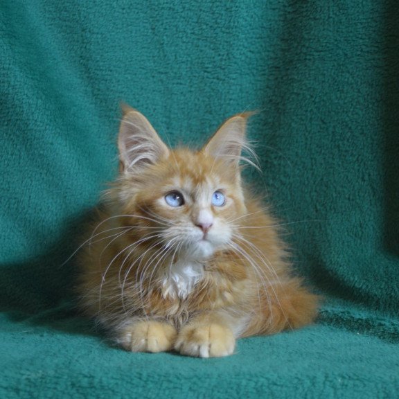 Maine Coon EZ Daisy