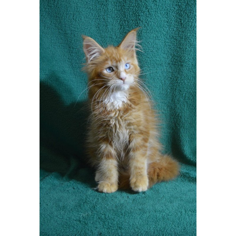Maine Coon EZ Daisy