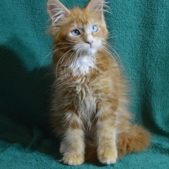 Maine Coon EZ Daisy