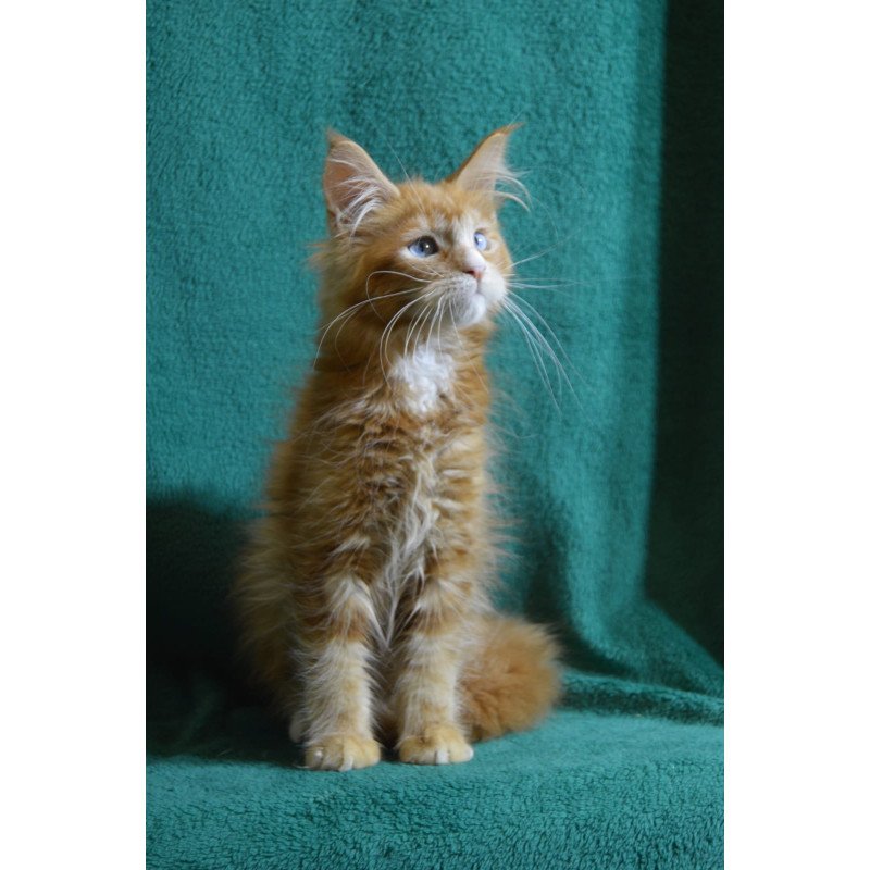 Maine Coon EZ Daisy