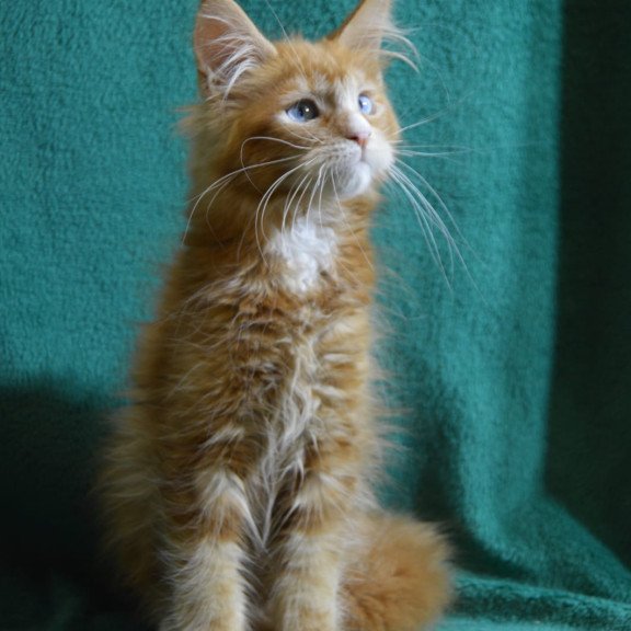 Maine Coon EZ Daisy