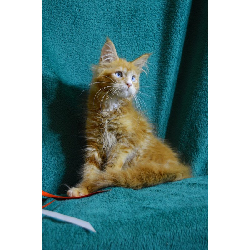Maine Coon EZ Daisy