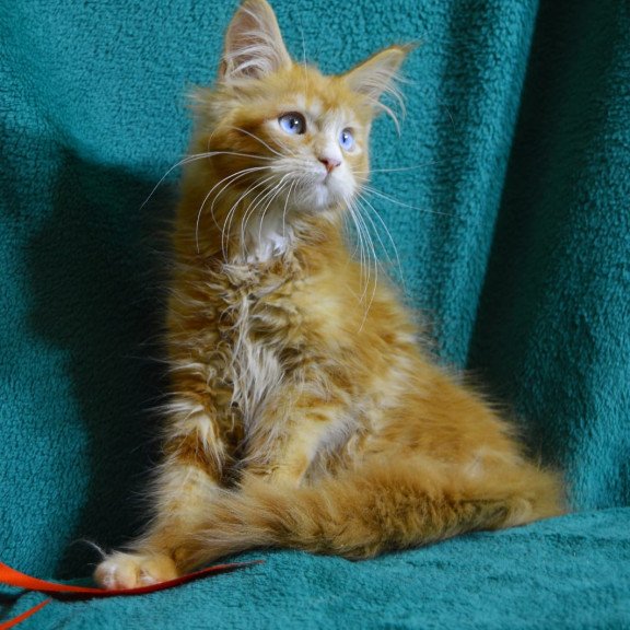 Maine Coon EZ Daisy