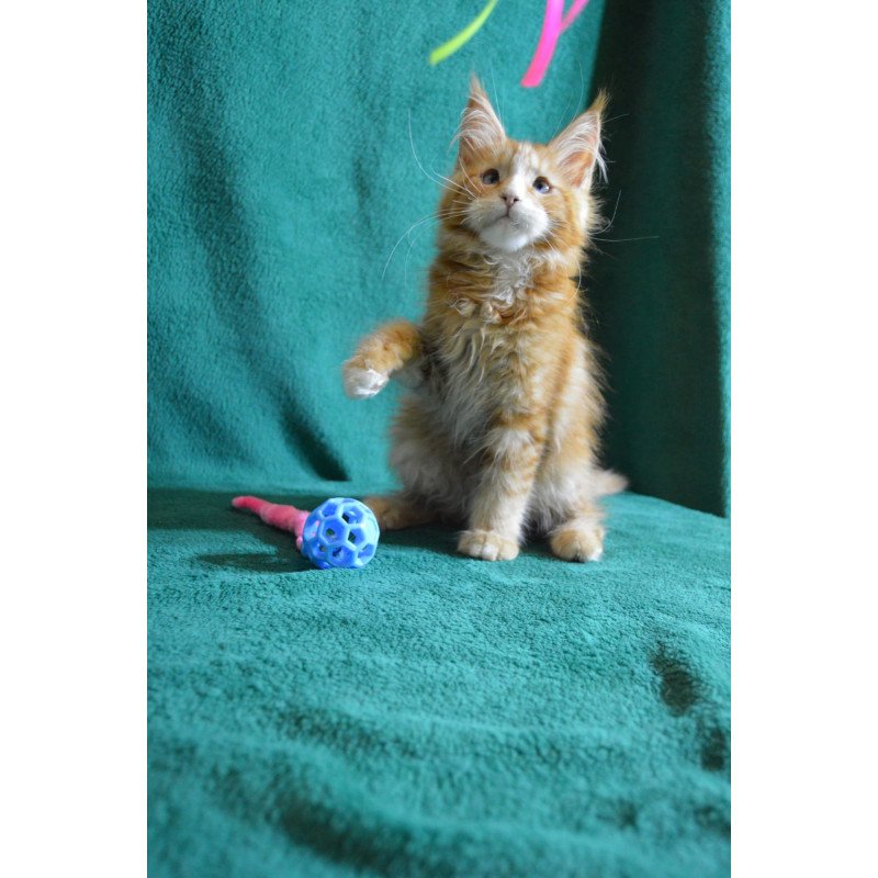 Maine Coon EZ Daisy