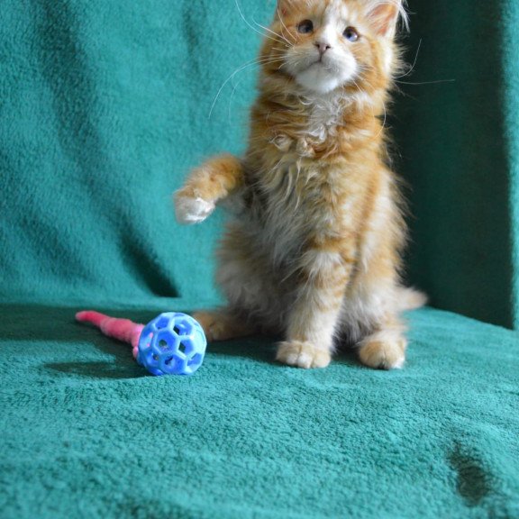 Maine Coon EZ Daisy