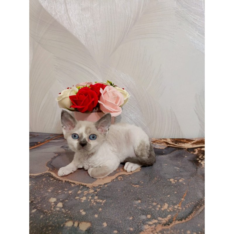 Devon Rex EZ Mercedes