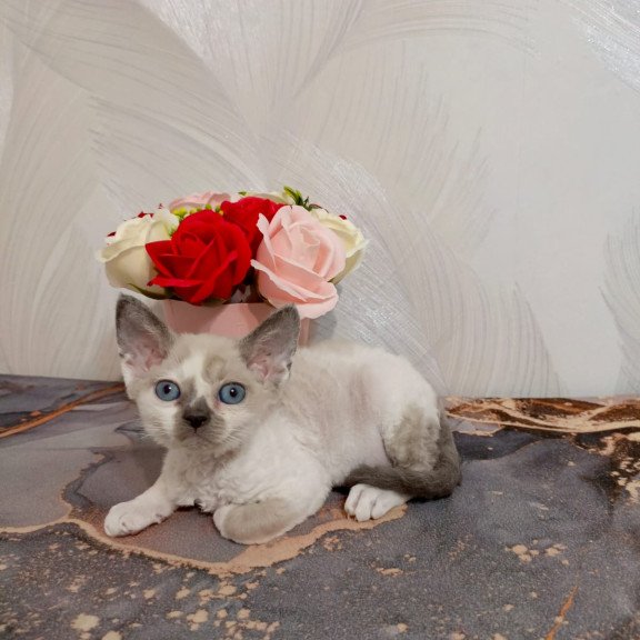Devon Rex EZ Mercedes