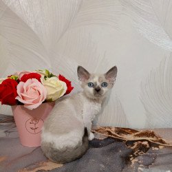 Devon Rex EZ Mercedes