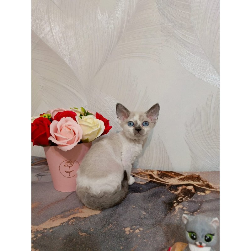 Devon Rex EZ Mercedes