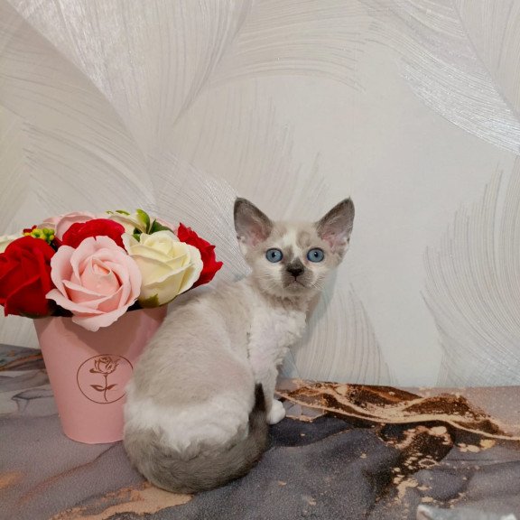 Devon Rex EZ Mercedes