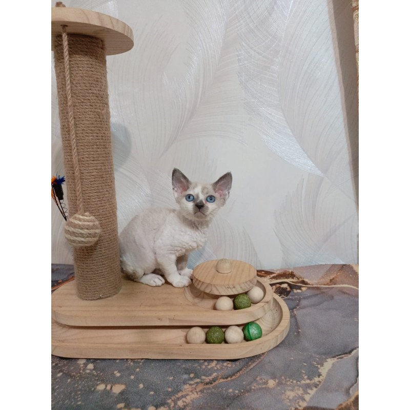 Devon Rex EZ Mercedes