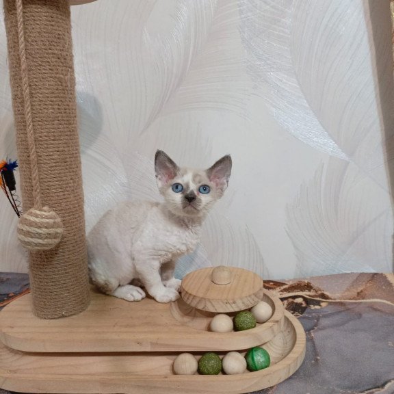 Devon Rex EZ Mercedes