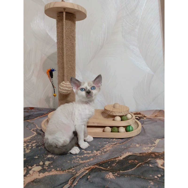 Devon Rex EZ Mercedes