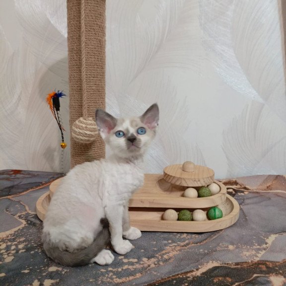 Devon Rex EZ Mercedes