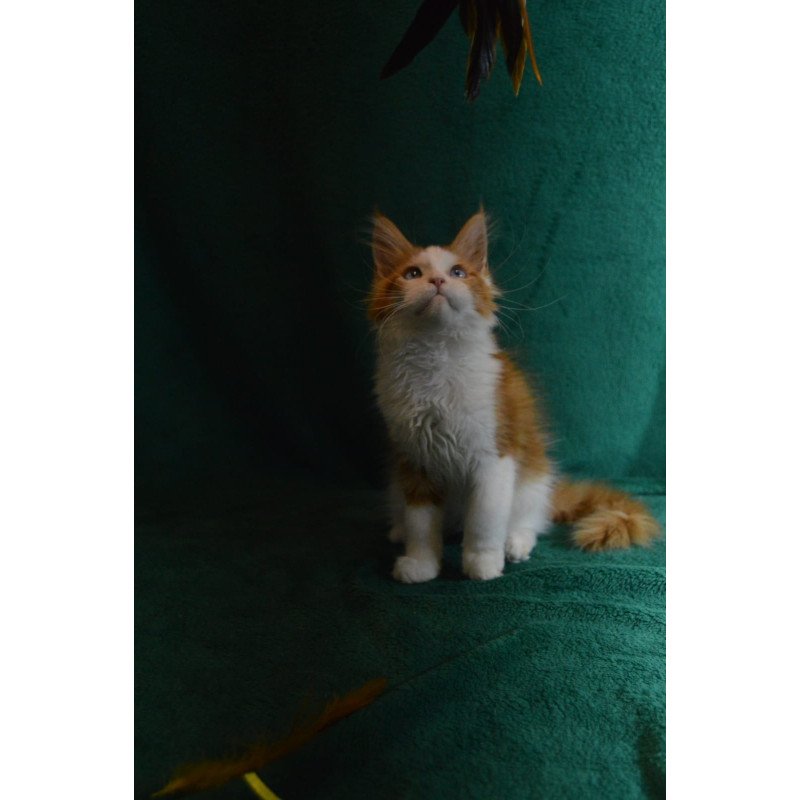Maine Coon EZ Dakota
