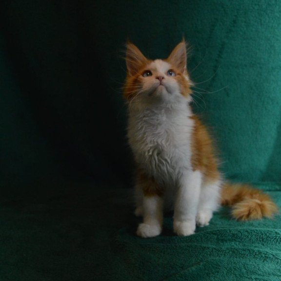 Maine Coon EZ Dakota