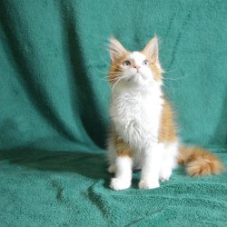 Maine Coon EZ Dakota