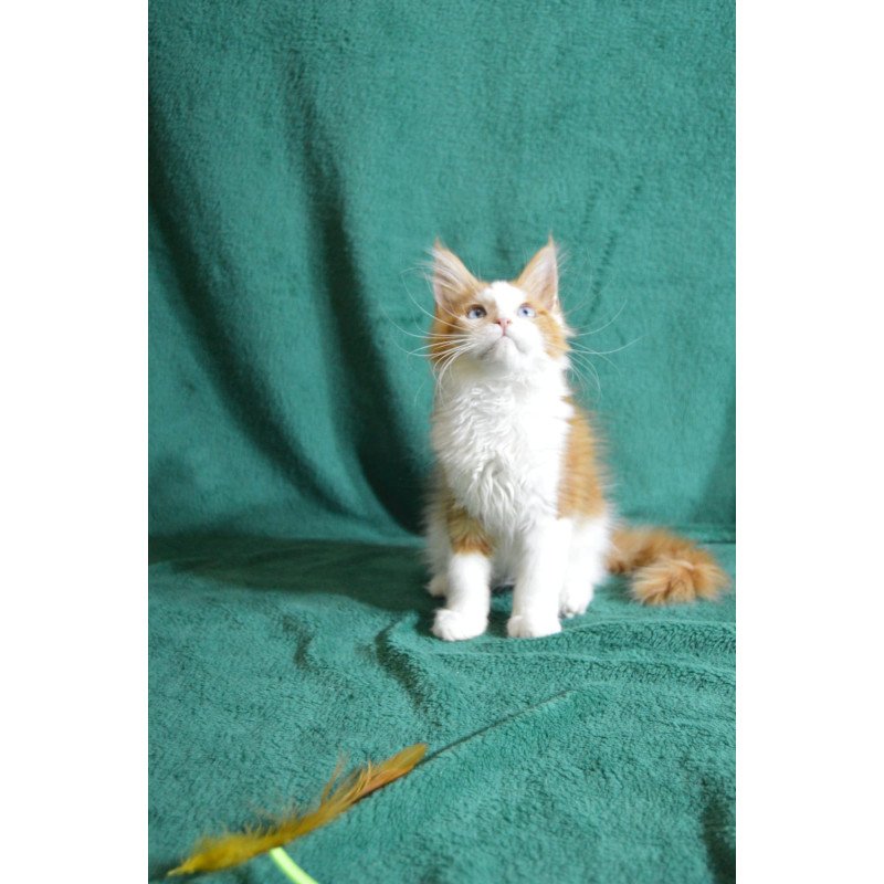 Maine Coon EZ Dakota
