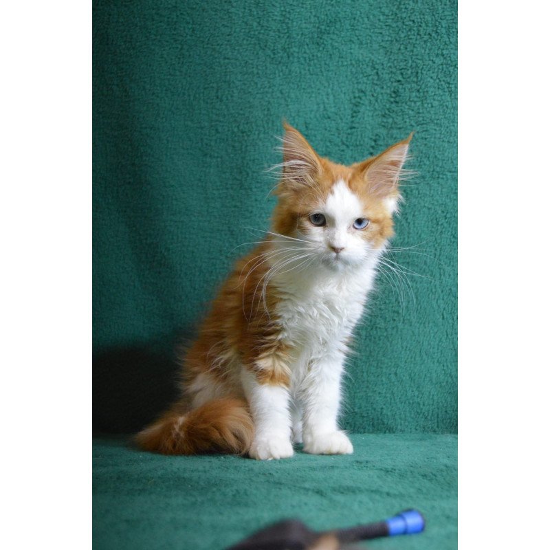 Maine Coon EZ Dakota