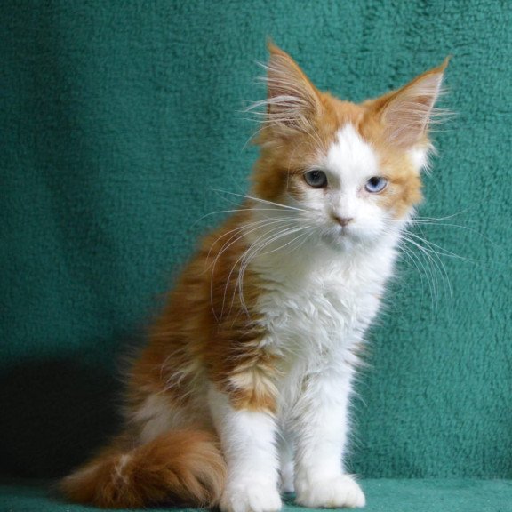Maine Coon EZ Dakota