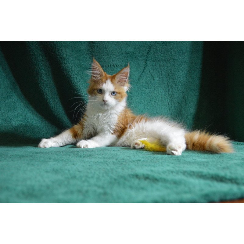 Maine Coon EZ Dakota