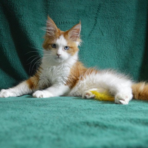 Maine Coon EZ Dakota