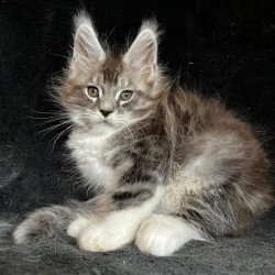 Maine Coon EZ North