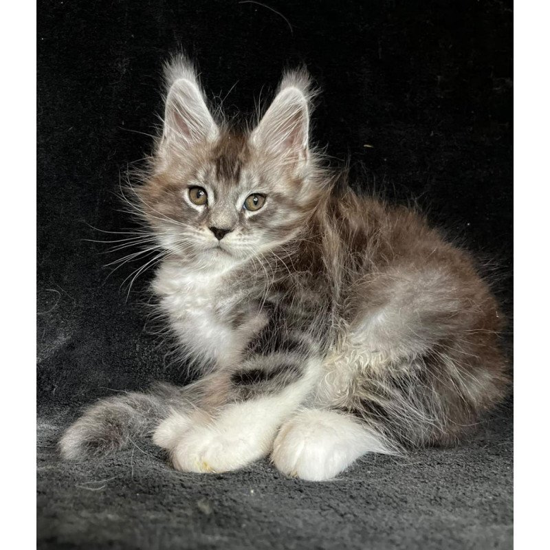 Maine Coon EZ North