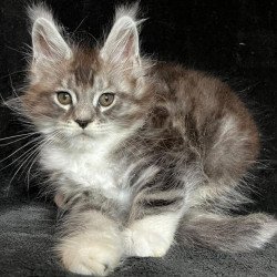 Maine Coon EZ North