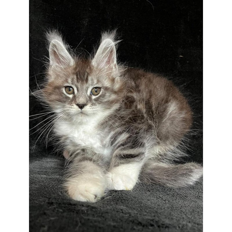Maine Coon EZ North