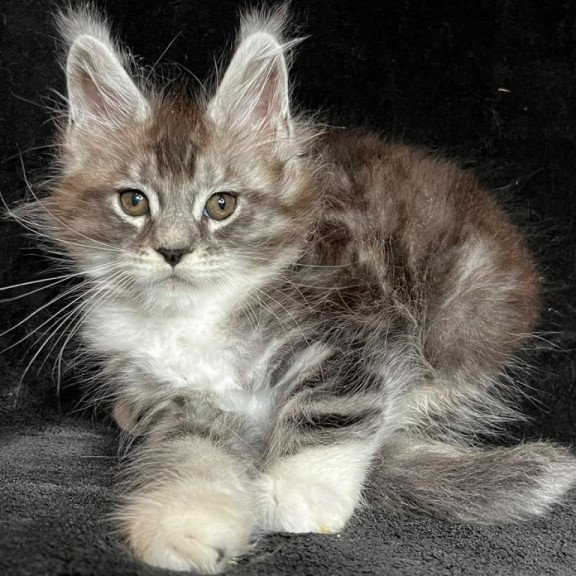 Maine Coon EZ North