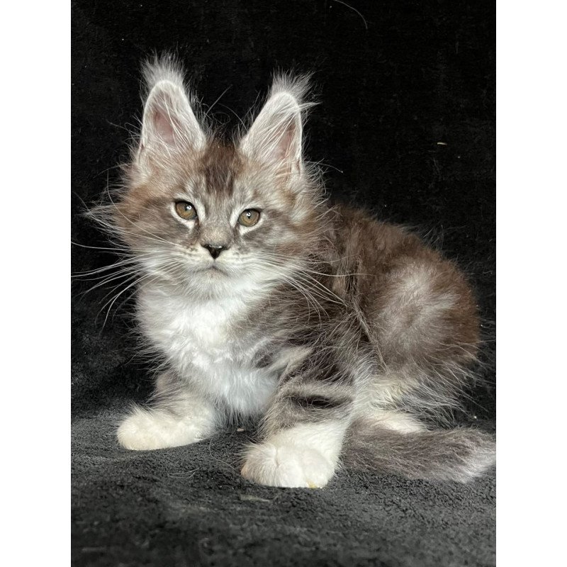 Maine Coon EZ North