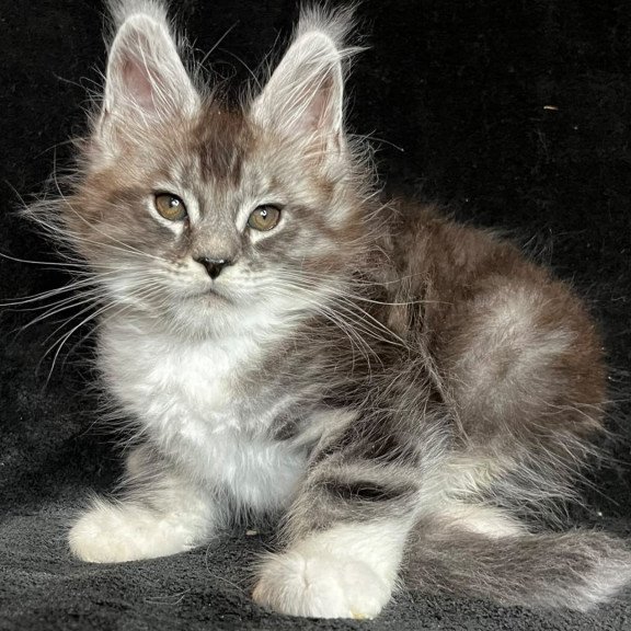 Maine Coon EZ North