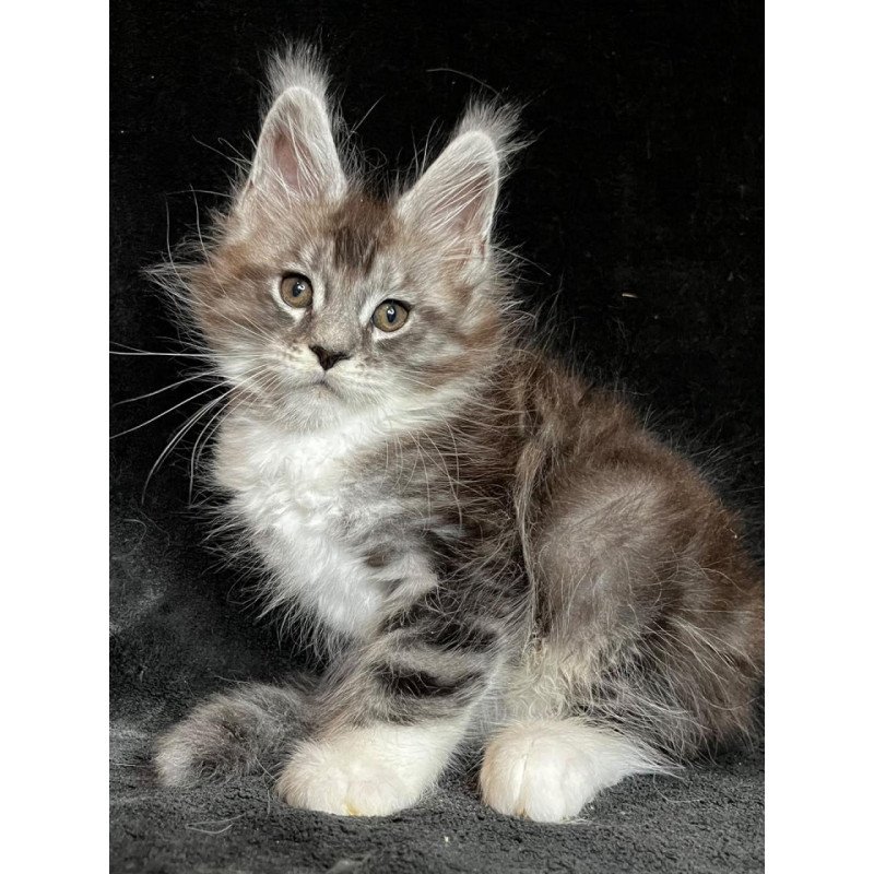 Maine Coon EZ North