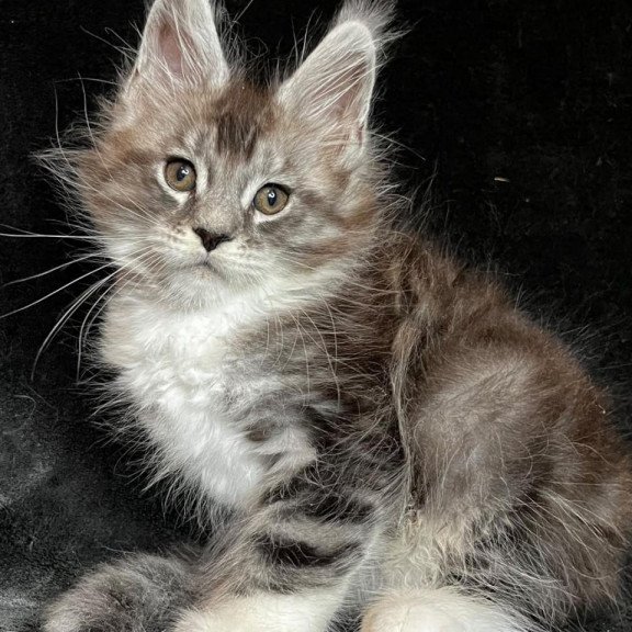 Maine Coon EZ North