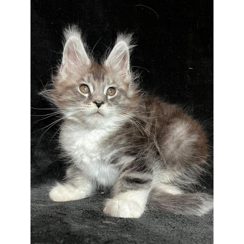 Maine Coon EZ North