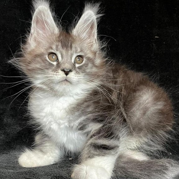 Maine Coon EZ North